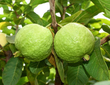 Pink Guava Tree - 2-3ft - 3Gallon - Tropical Fruit Tree for Sweet Pink Flesh picture