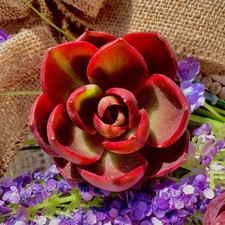 Live Succulent 'Red Light' – Bare Root Plant for Office, Wedding, or Home Decor picture