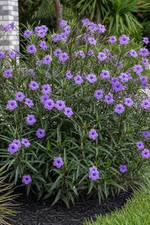 (6) Purple Mexican Petunia Ruellia Simplex Rooted Plant 12