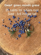 100 Dwarf Green Mondo Grass Bare Root picture