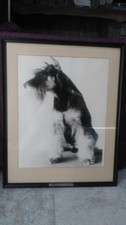 Schnauzer  -  Antique Gelatin silver print portraits (2 ) - Acclaimed Schnauzers picture