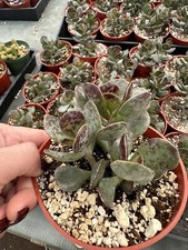 Adromischus Maculatus - Calico Heart : Succulent Plant In 4” Pot picture
