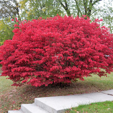 Set of 10 Dwarf Burning Bush Bare Roots - 5-12