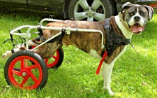 Free Shipping Best Friend Mobility Elite For XL Dog Wheelchair picture