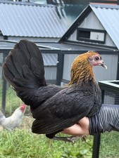 6 Kikiriki Hatching Eggs 🐣Adorable Tiny Chickens From Puerto Rico picture