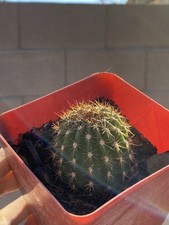 Echinopsis spachiana Golden Torch Cactus picture