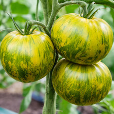 100 Heirloom Giant Green Zebra Tomato Seeds High Yields Up To 1 LB Indeterminate picture