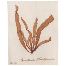 Antique 1833 Scottish dried sea algae herbarium 34 Punctaria plantaginea picture