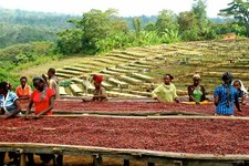 Ethiopian Yirgacheffe Coffee 3lb Fresh Medium Roast Single Origin 1 LB Bags picture