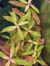 Easy aquarium starter plants Hygrophila Ludwigia Pogostemon Cryptocoryne picture