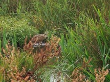 Photo 6x4 A rarish sighting of a bittern at RSPB Leighton Moss Red Bridge c2009 picture
