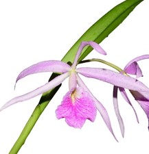 Brassocattleya Kay ( N X Var Atropurpurea) Fragrant Blooming Size Cattleya Plant picture