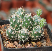 2PCS RareSucculent Plant Corynopuntia bulbispina Multi Heads Garden plants picture