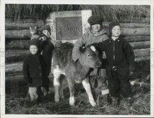 1939 Press Photo Dickie, Ivan, Steve and Margie Darbyshire with their calf picture