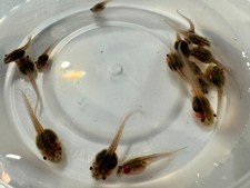 10 Live Captive Bred White's Tree Frog Tadpoles (Litoria caerulea)  picture