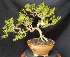 Live Tree Serissa japonica Bonsai Tree 002 picture