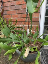 XXXL 9+ Yr beautiful Epiphyllum 