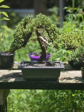 Japanes Juniper Bonsai In 9 Inch Plastic Pot. 14 Year Old Beauty. Jin And Shari picture