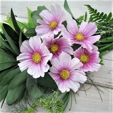 Cosmos DAYDREAM Pastel/Pink Flowers 3-5' Tall NEW Hybrid Non-GMO 200 Seeds picture