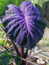 AUTHENTIC Colocasia  Black Angel 1 bulbs picture