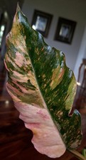 Rare Philodendron Variegated Pink Fire Tiger 13