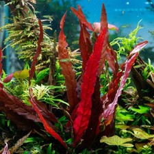 1  Barclaya longifolia RED plants beautiful FREE S/H Rare picture