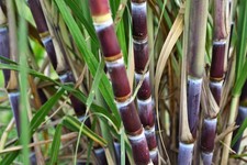 2 Cutting (2 Nodes Each)  Sugarcane Sweet LIVE PLANT Fresh(may be rooted) picture