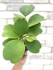 Hoya Kerrii Green - Sweetheart plant- Valentine Plant- Rare Love Gift picture