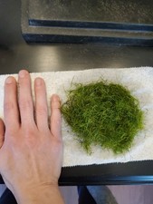 Extra Large Portion  Riccia Fluitans Aquarium Plant 