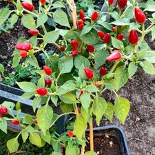 2 live Chile Pequin Plant (Capsicum annuum) 12-20