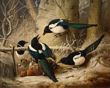 1800s Vintage Magpie Birds Painting Giclee Print on Fine Art Paper picture