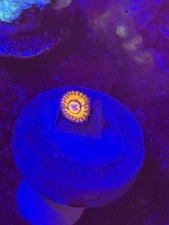 OG Spellbinder Zoa Zoanthids Live Coral Frag- Not WYSIWYG (rare) picture