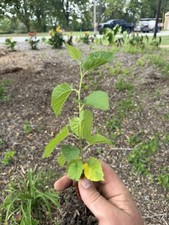 3 White Mulberry Tree 8-12