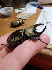 Dynastes tityus 52.03mm Male Indiana Rhino Beetle Eastern Hercules Beetle Insect picture