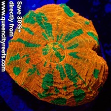 WYSIWYG Captive Bred Reverse Bleeding Apple Scolymia Australis LPS Coral (S) picture