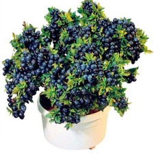 60 DWARF BILBERRY Vaccinium Caespitosum Whortleberry Blue Berry Fruit  seeds picture