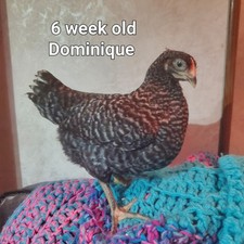 5+ Heritage Dominique Hatching Eggs picture