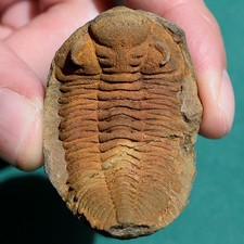Trilobite, Eldredgeia venustus: Bolivia devonian trilobite fossil picture