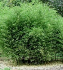 4 Plants - David Bisset Bamboo/Phyllostachys-VERY COLD HARDY DOWN TO -15 DEGREES picture