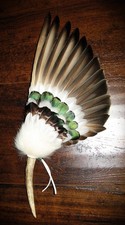 DRAKE - LADY AMHERST PHEASANT  NATIVE AMERICAN SMUDGE FEATHER FAN ANTLER picture