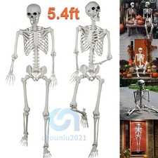 2Pack 5.4ft Halloween Skeleton Full Body Life Size Skeleton Bones Movable Joints picture
