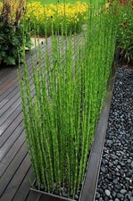 Rough Horsetail Plant ENCHANTING & BEAUTIFUL WHIMSICAL picture