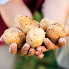 Simply Seed - 5 LB - Kennebec Potato Seed - Non GMO - Natural Grown - Order Now  picture