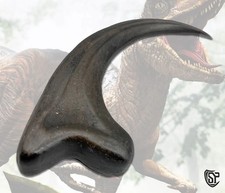 Velociraptor Claw - Jurassic Raptor Claw picture