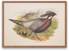 Vintage lithograph art print, Pheasant pair in nature, John Gould 1830s design picture