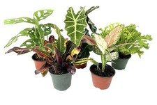 5 Pk  4” Assorted Plants picture