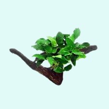 Anubias Barteri (Nana) Rooted on Driftwood picture