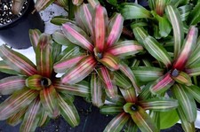 Bromeliad Neoregelia Zoe (2 Plants For The Price)****** picture