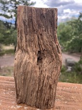 Ancient Alligator Juniper Taproot – 1854 Big Burn Ghost Forest Deadwood picture