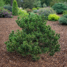 Pinus contorta SPAAN'S DWARF - Lodgepole pine | Shore pine picture